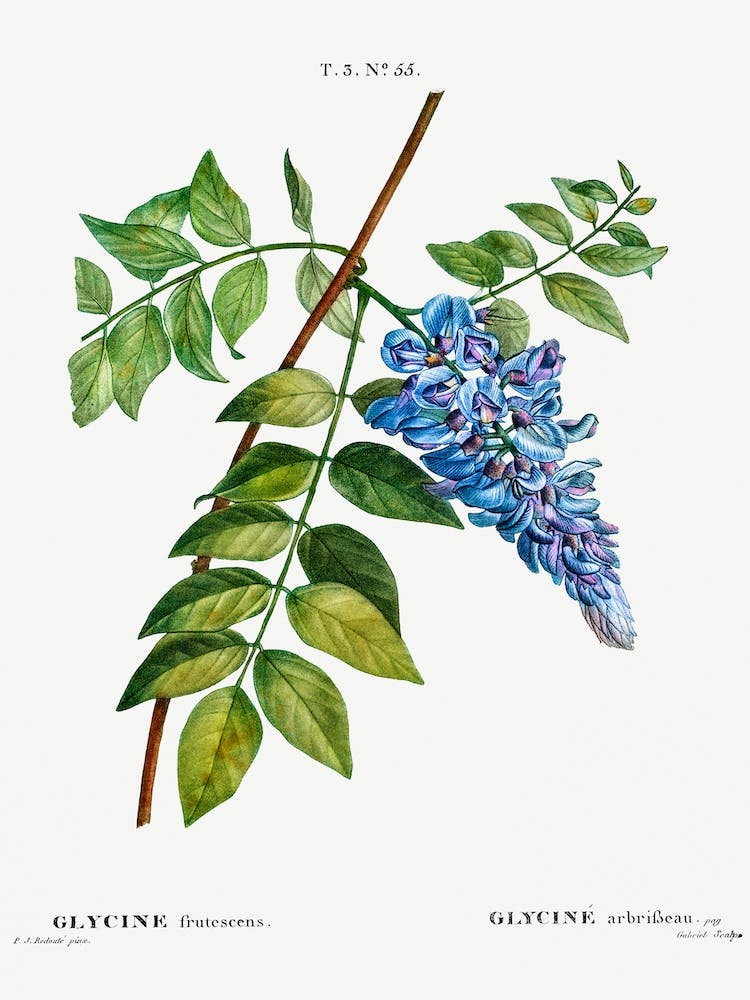 Kidney Bean Tree, Pierre Joseph Redoute