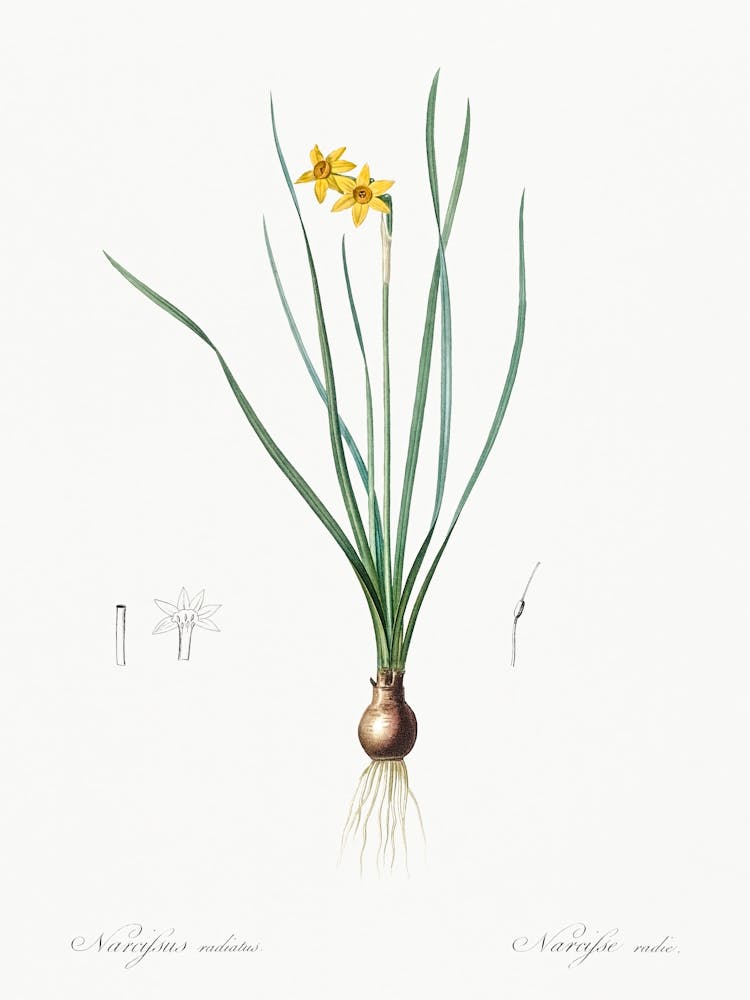 Rush Leaf Jonquil Illustration From Les Liliacées (1805), Pierre Joseph Redoute