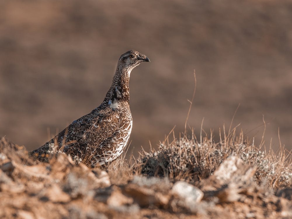 Female Sage Grouse