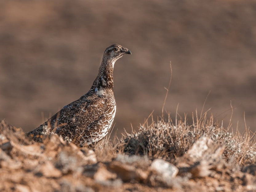 Female Sage Grouse