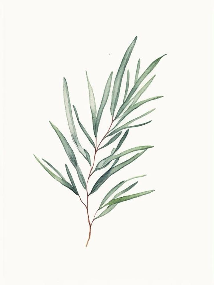 Tarragon Leaf Minimalist Watercolour