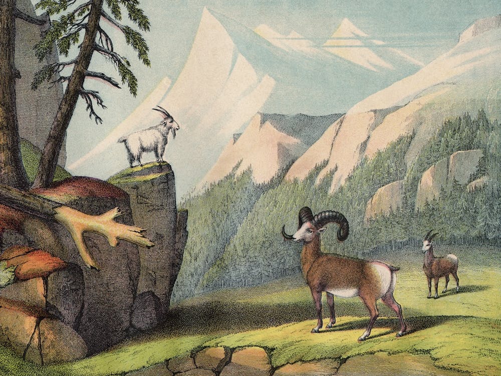 Vintage Kolb 7 Tafel 55 Bergschaf