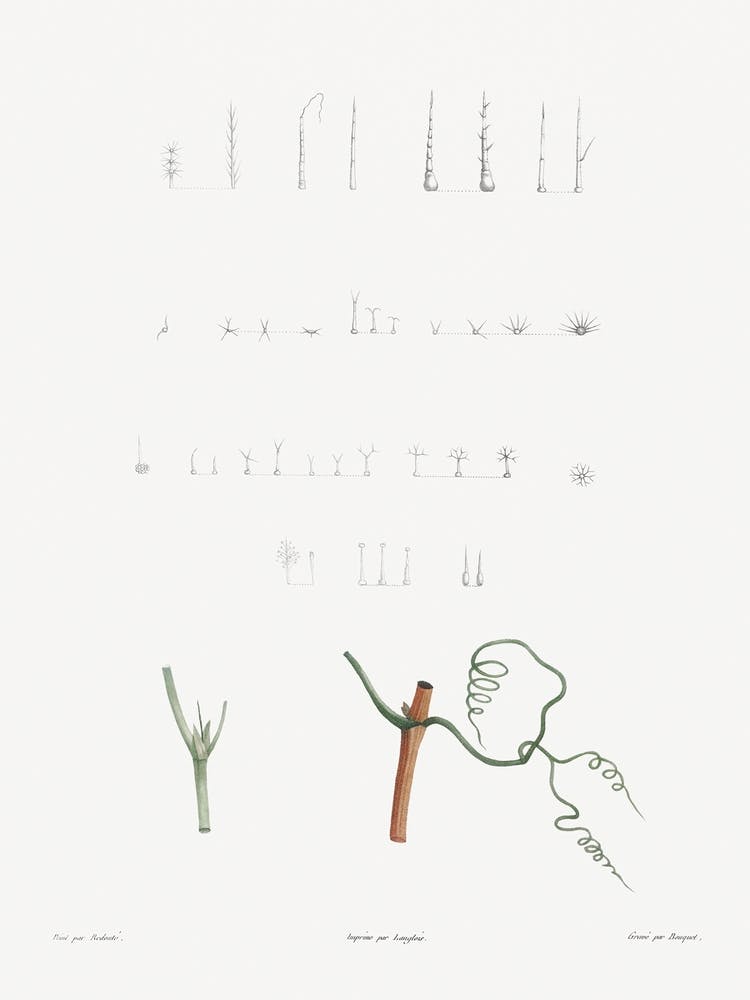 Plant Stems Set from La Botanique de J. J. Rousseau, Pierre Joseph Redoute