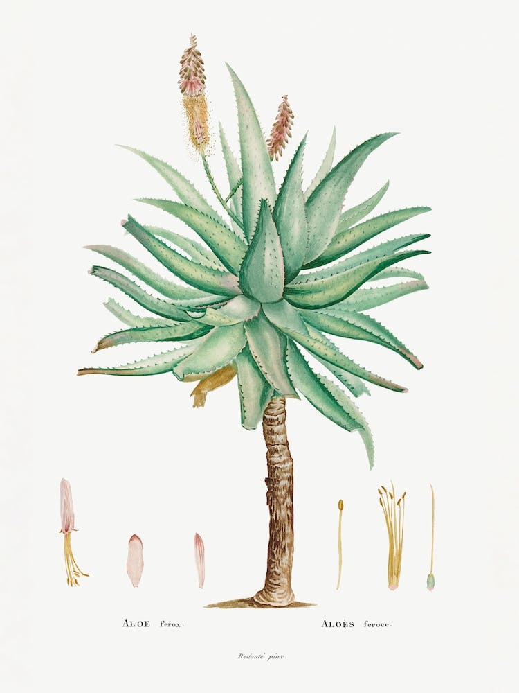 Aloe Ferox Image From Histoire Des Plantes Grasses, Pierre Joseph Redouté