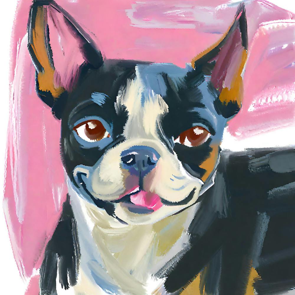 Boston Terrier 02