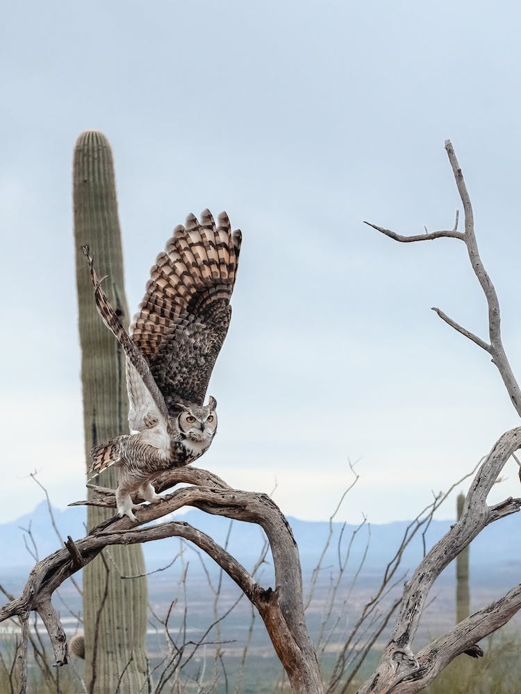 Arizona Great Horned Owl