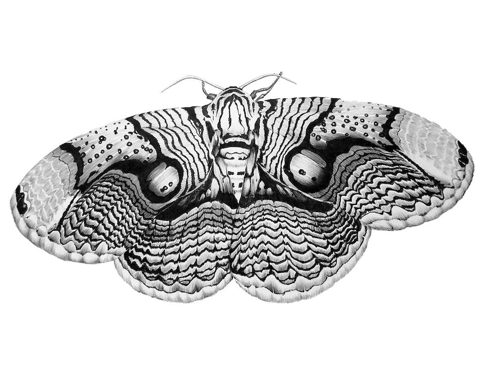 Brahmin Moth
