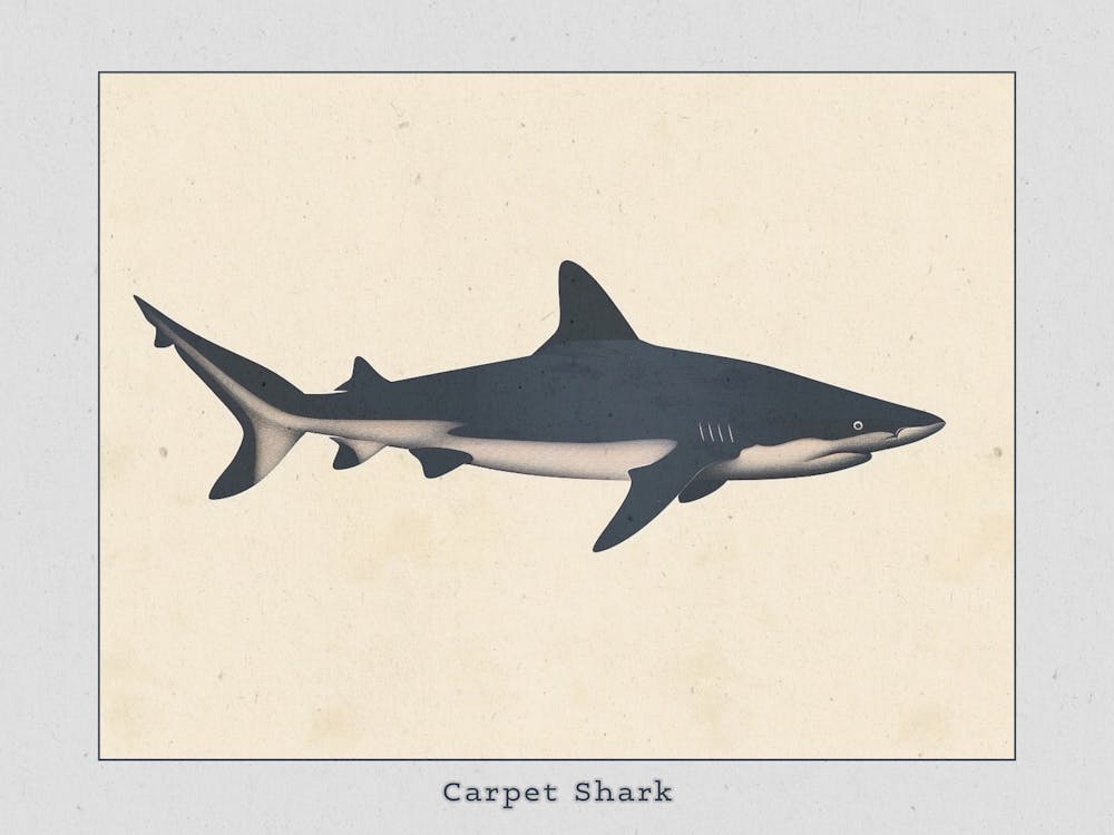 Carpet Shark Silhouette 5 Poster