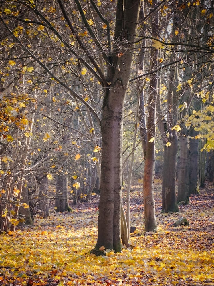 Autumn In The Woods 1