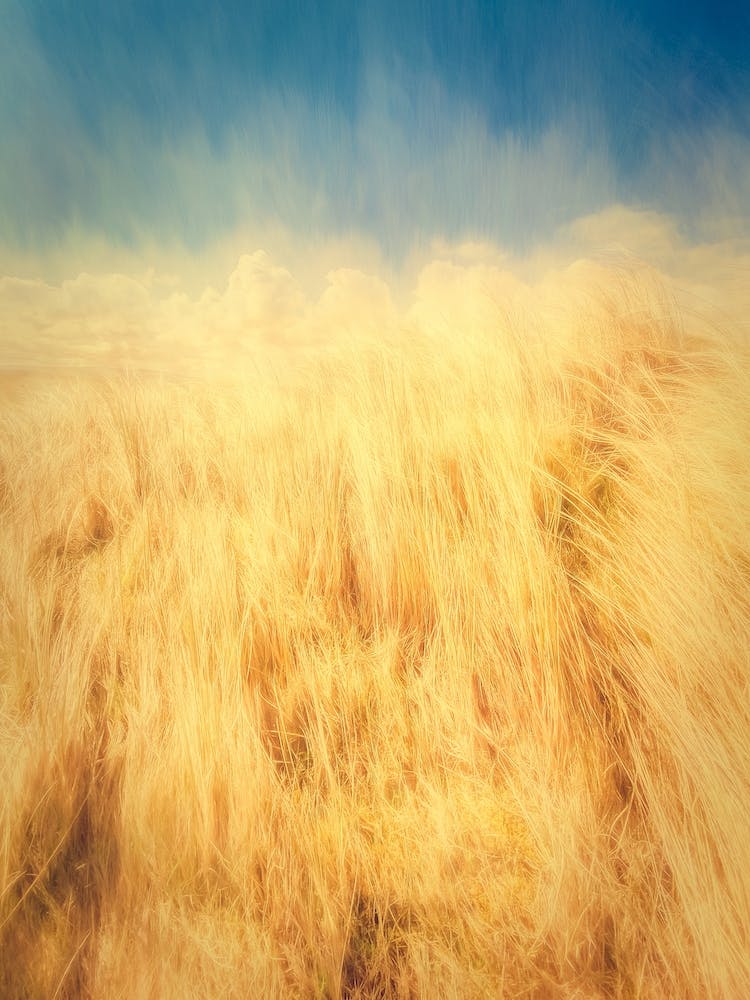 Sand Dune Grass And Blue Sky