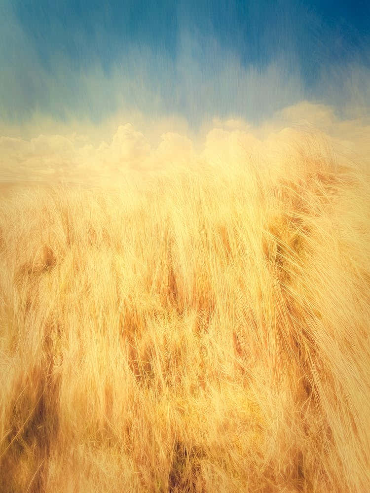 Sand Dune Grass And Blue Sky