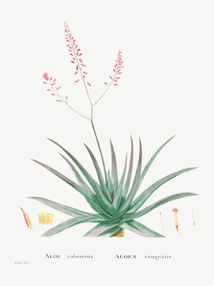 Aloe Rubescens, Pierre Joseph Redoute