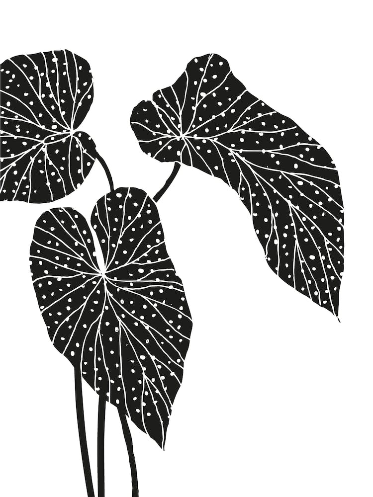 Begonia Leaves