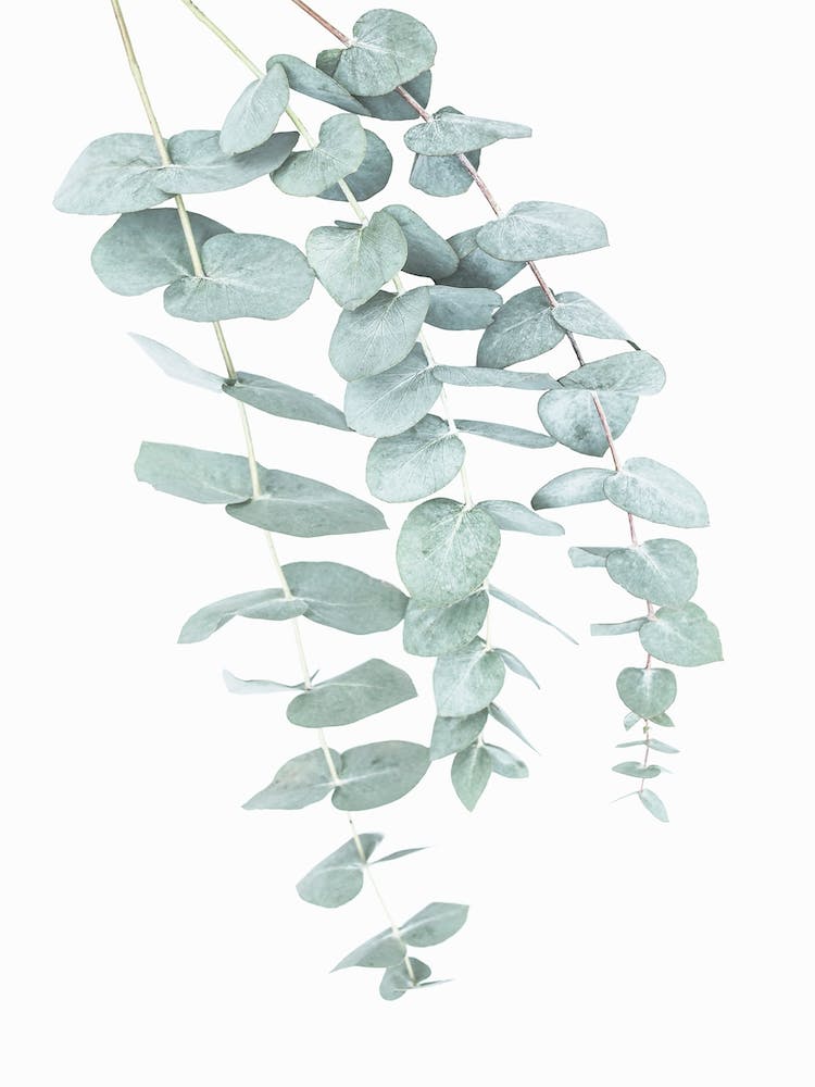Eucalyptus 2