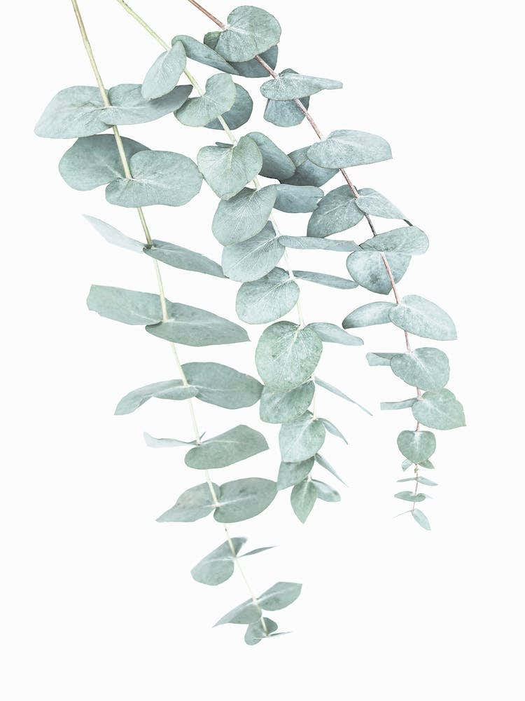 Eucalyptus 2