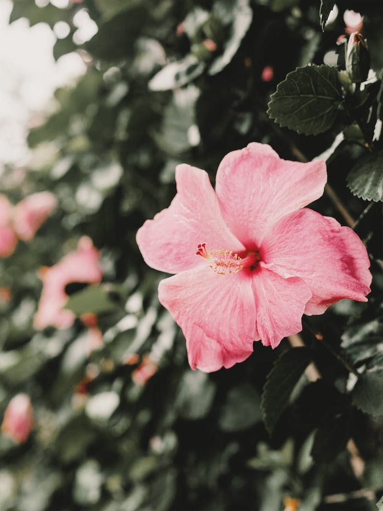 Pink Hibiscus Flower
