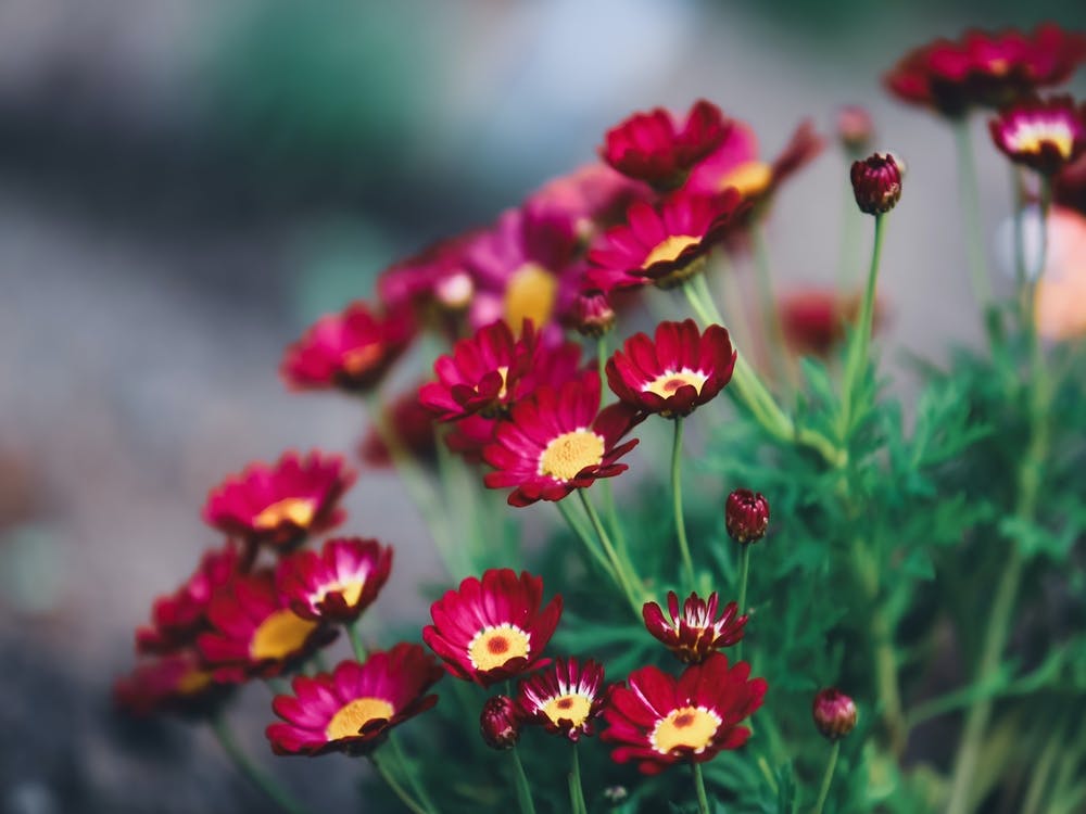 Red Daisies In The Garden