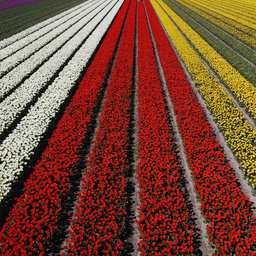 Tulip Fields, Netherlands 1
