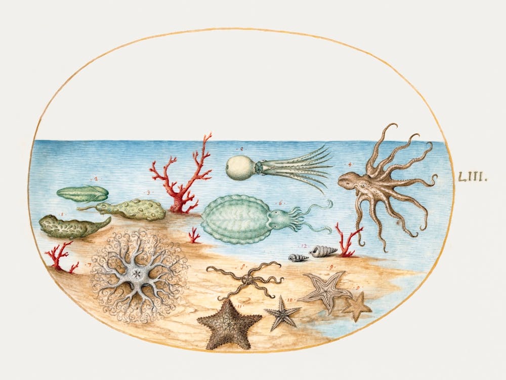 Sea Cucumbers, Coral, Octopus, Starfish, Squid And Other Sea Creatures (1575–1580), Joris Hoefnagel