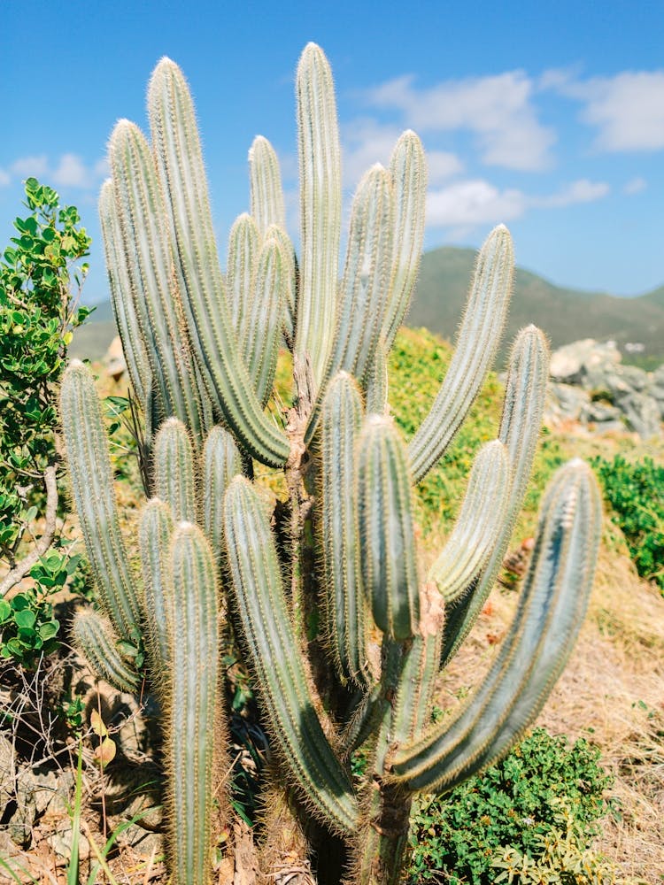 Island Cactus in the Caribbean 