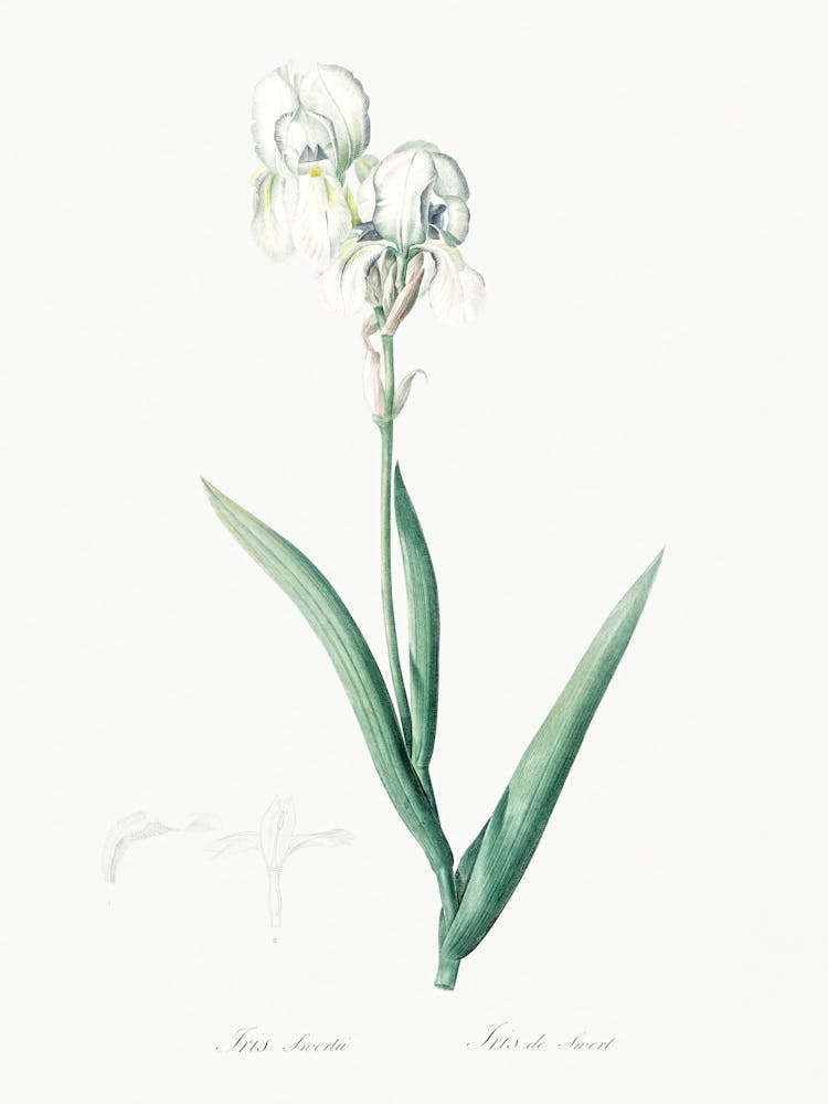 Iris Barbu Haut, Pierre Joseph Redoute