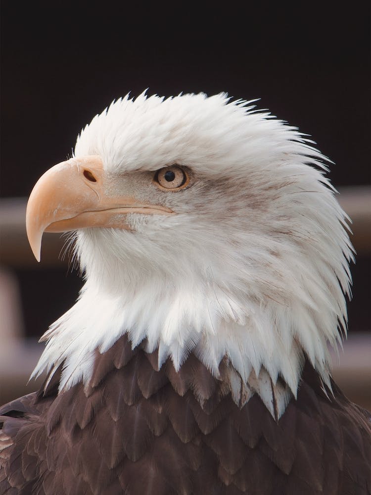Bald Eagle Profile