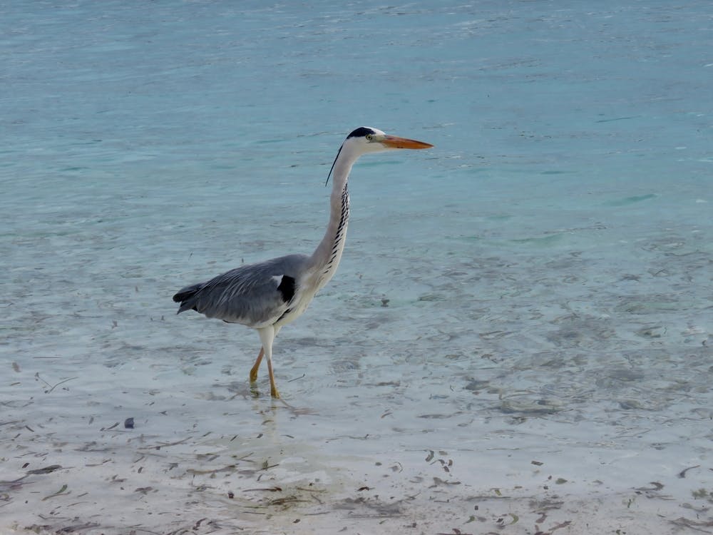 Heron At The Beach Tropical Maldives