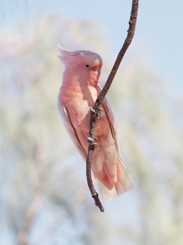 Cockatoo Bird