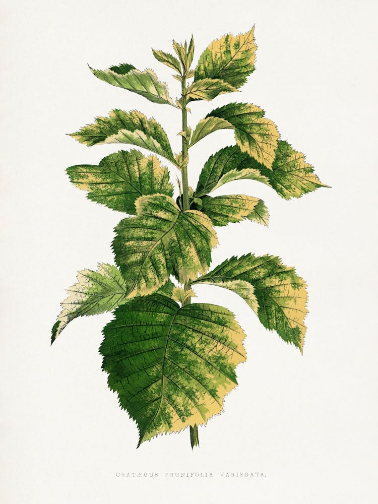 Vintage Botanical _2643229