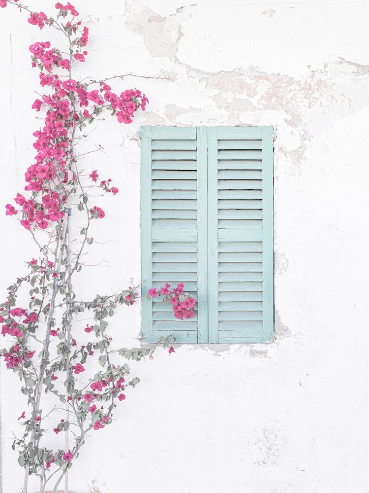 Bougainvillea plant on a Mediterranean house wall santorini door window