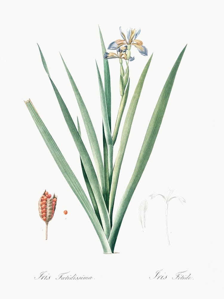 Stinking Iris Illustration From Les Liliacées (1805), Pierre Joseph Redoute