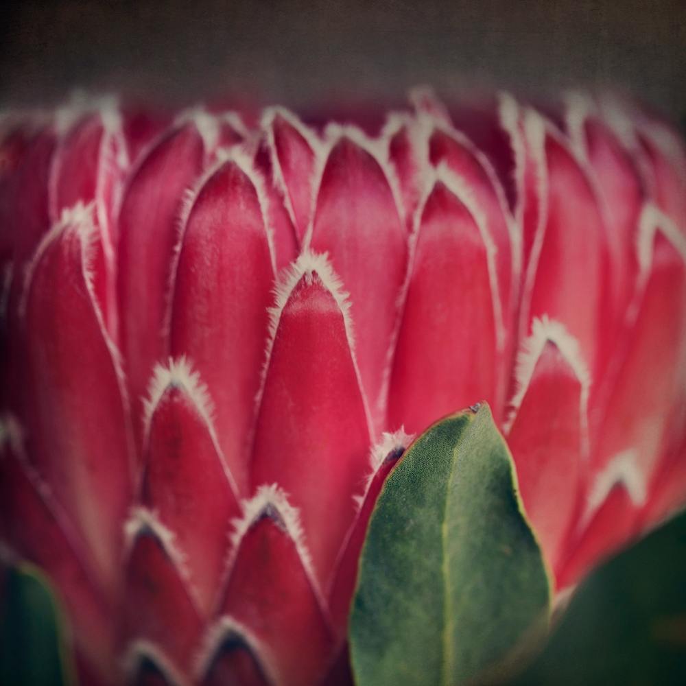 Red Protea 3