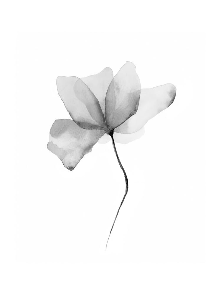 Black And White Flower 11
