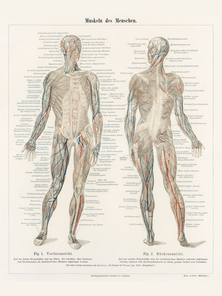 Anatomy Of The Human Body