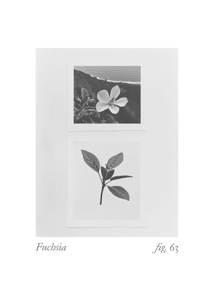 Fuchsia Botanical Collage 1