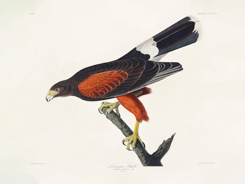 Louisiana Hawk, Birds Of America, John James Audubon