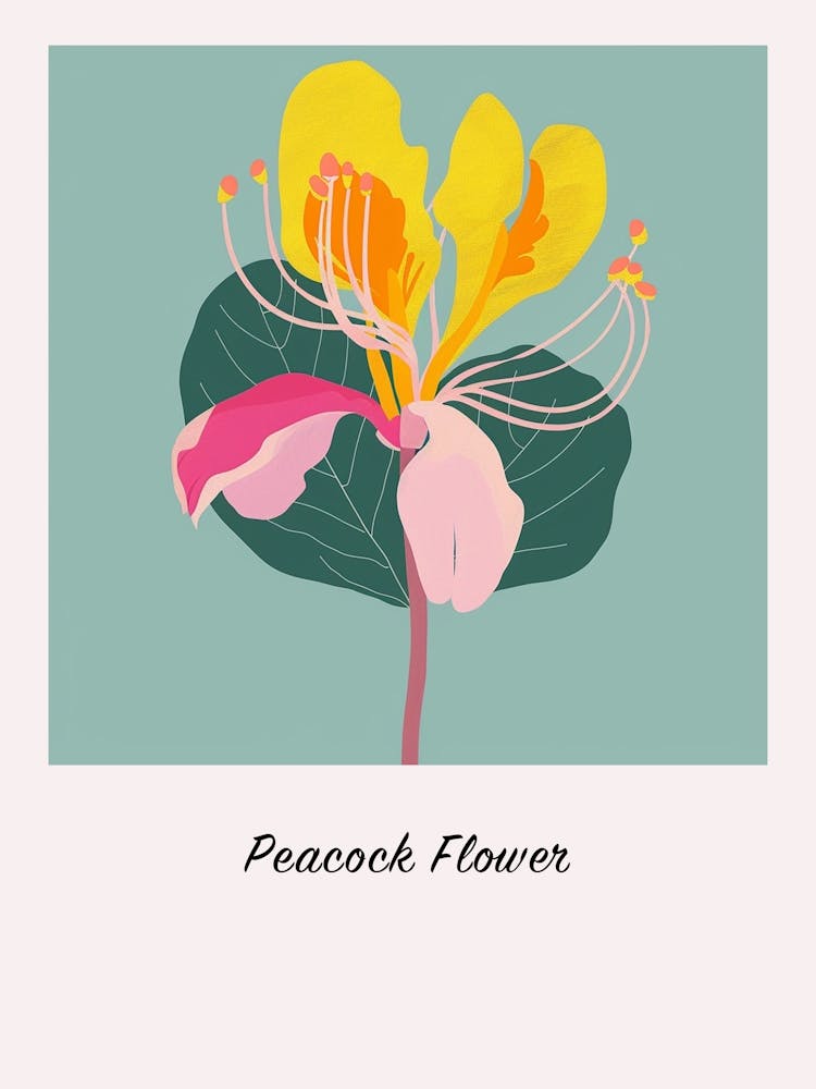 Peacock Flower 1 Square Flower Illustration Poster