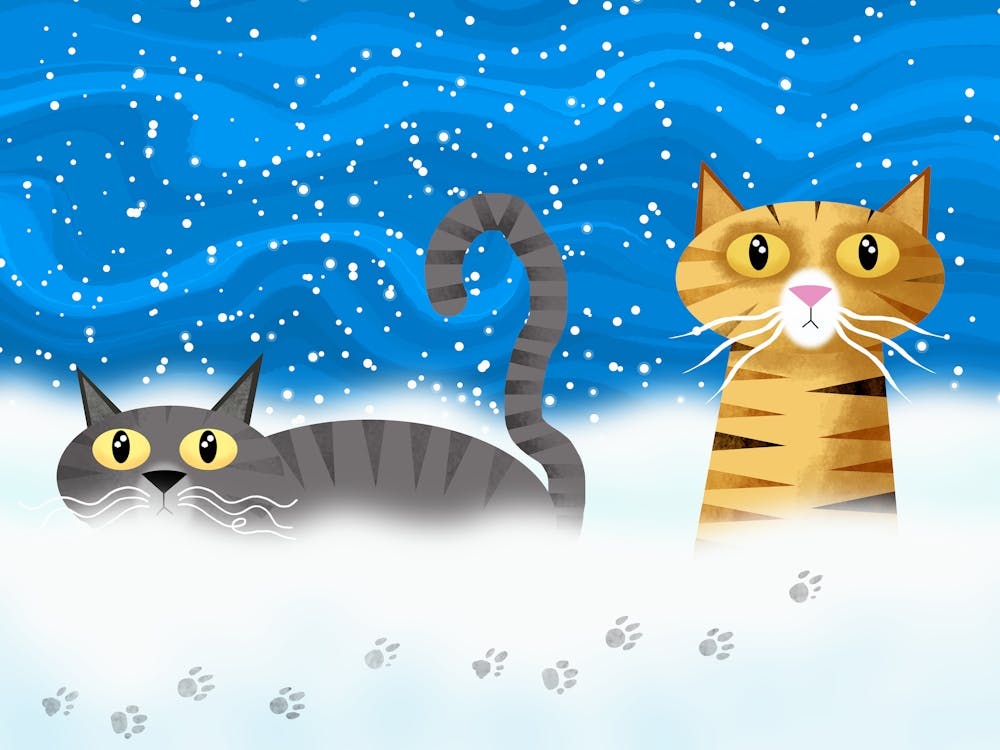 Katzen entdecken Schnee