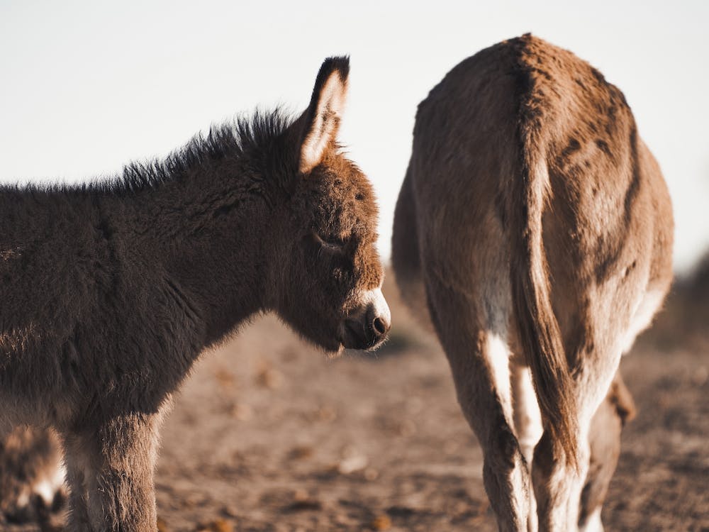 Western Donkey Pair