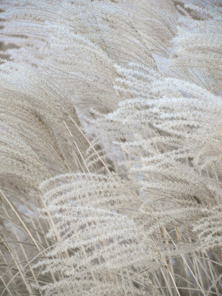 White Beige Boho Dreams Pampas