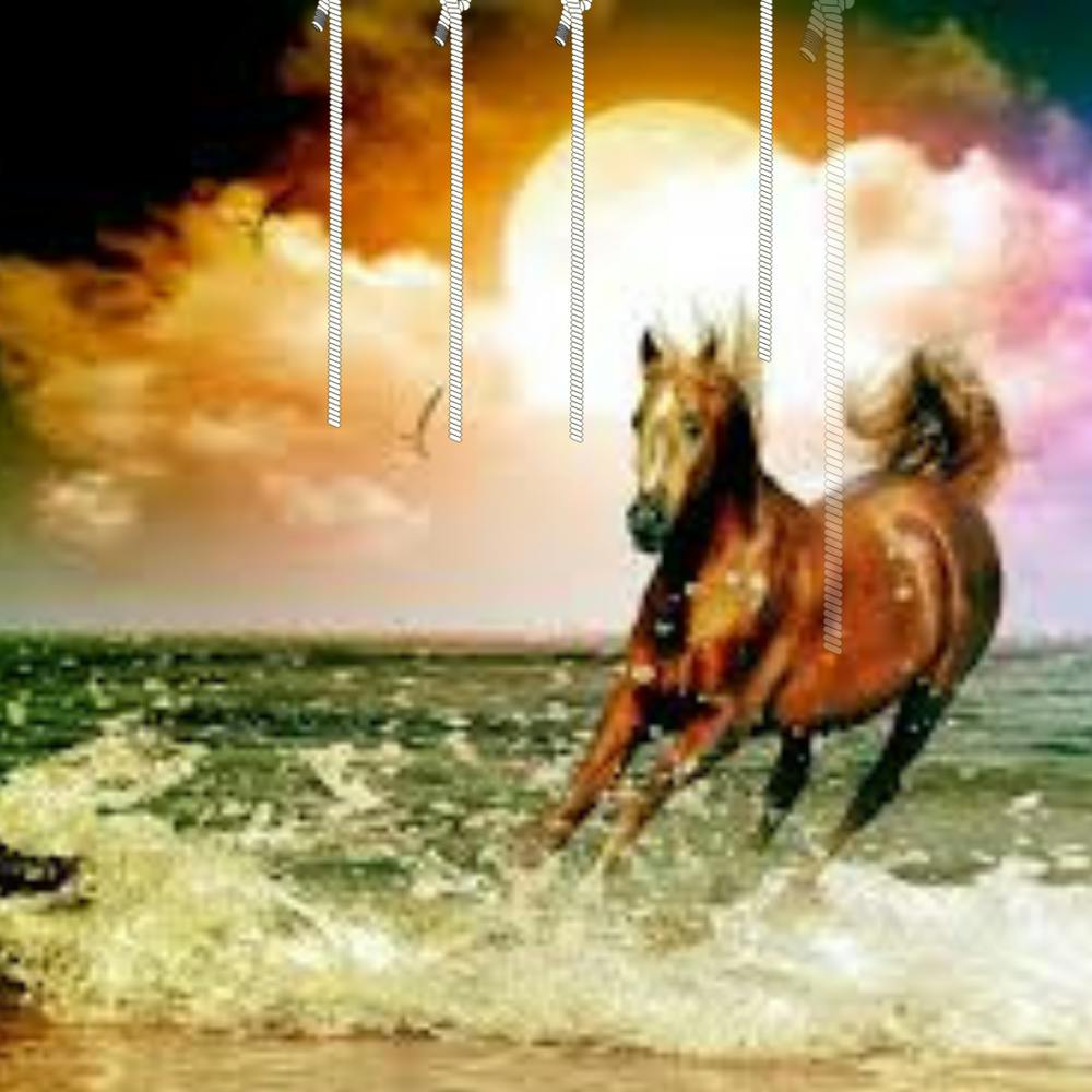 Cheval Sur La Plage