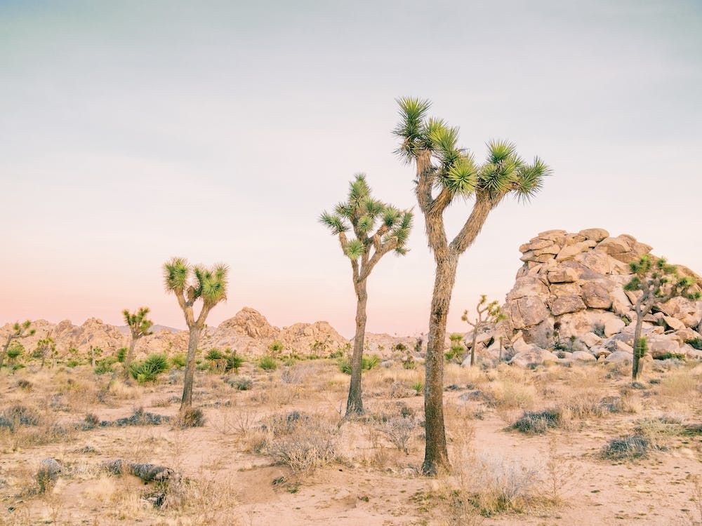 Joshua Tree Desert
