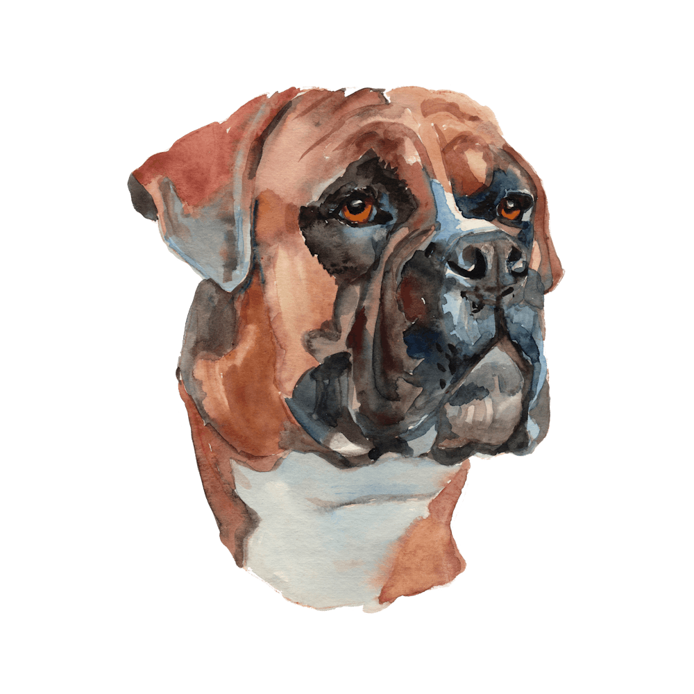 The Boxer Dog