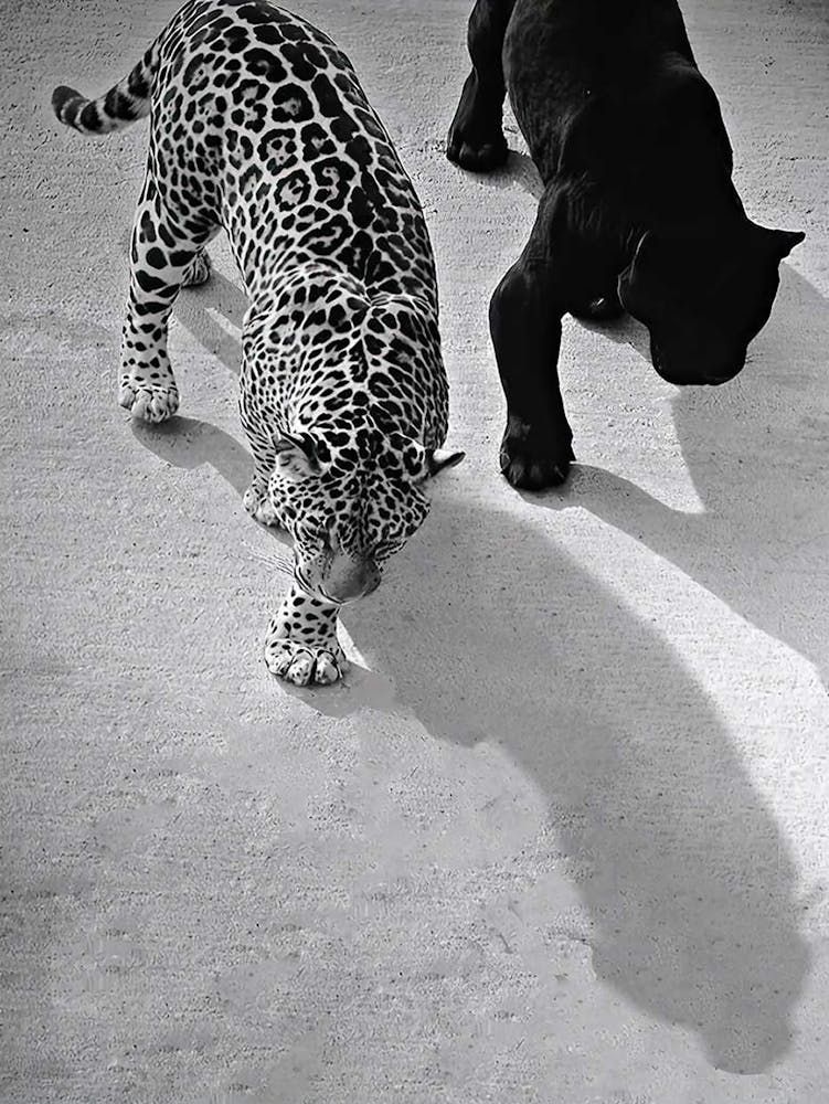 Cheetah And Jaguar Walking