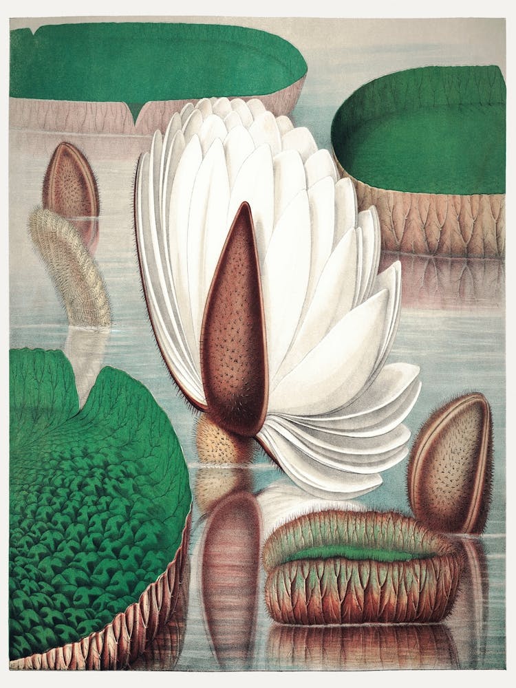 The Victoria Regia Or The Great Water Lily Of America (1854) By William Sharp 2