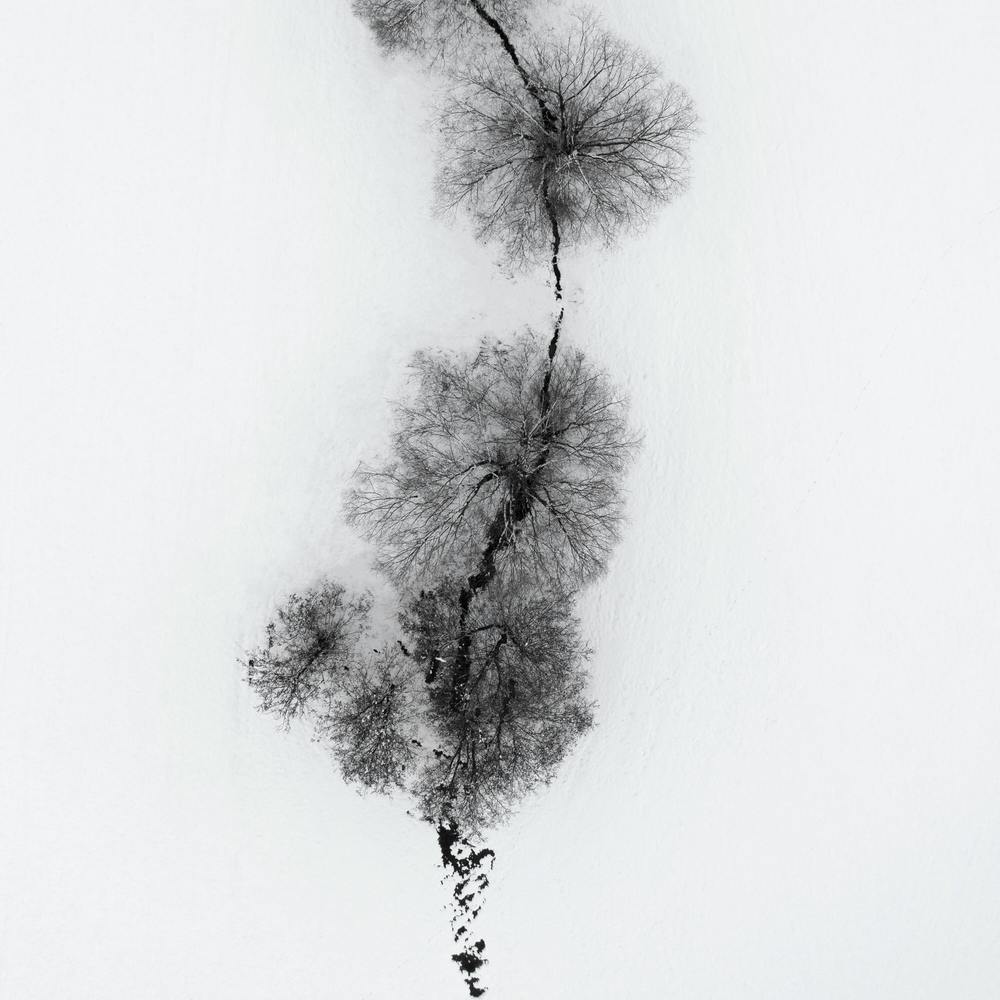 Trees At A Snowy Ice Stream Square