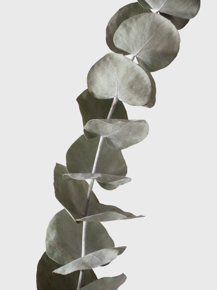 Dried Eucalyptus Branches 1