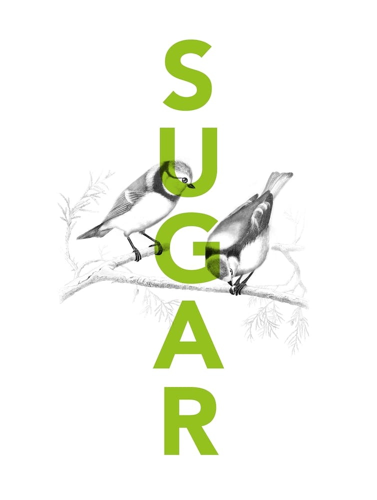 Sugar Tits funny typography