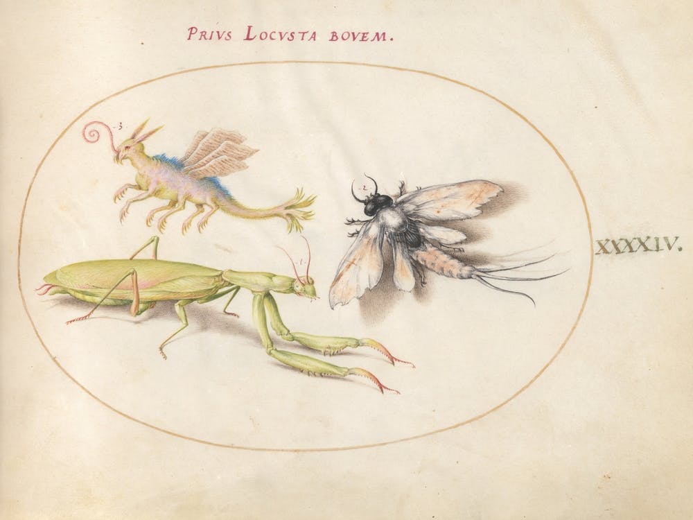 Mantis And Mayfly With An Imaginary Insect, Joris Hoefnagel