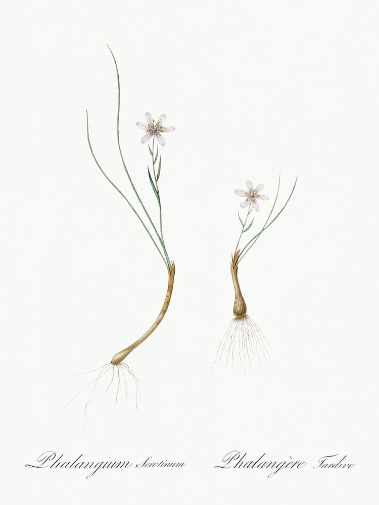 Snowdon Lily Illustration From Les Liliacées (1805), Pierre Joseph Redoute